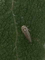 Idiodonus kennicotti