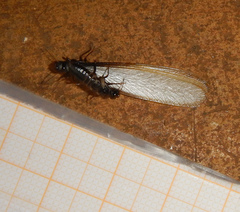 Pseudacanthotermes militaris