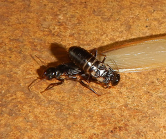 Pseudacanthotermes militaris