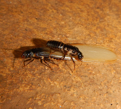 Pseudacanthotermes militaris