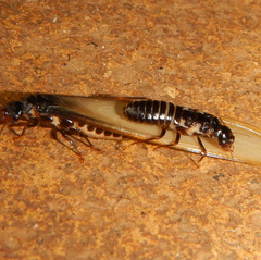Pseudacanthotermes militaris