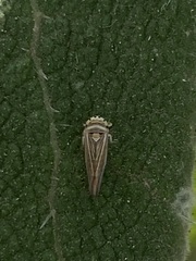 Idiodonus kennicotti