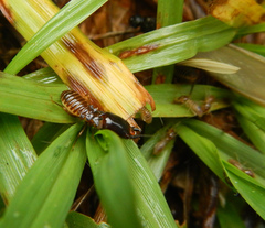 Pseudacanthotermes militaris