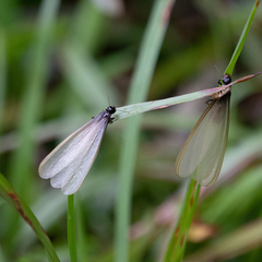 Pseudacanthotermes militaris