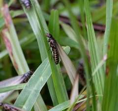 Pseudacanthotermes militaris