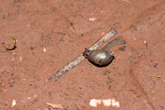 Succinea macgillivrayi