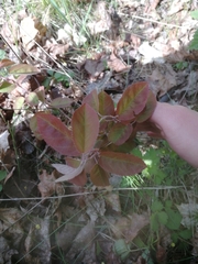 Amelanchier × lamarckii