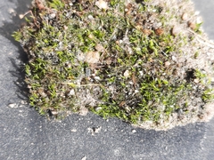 Trichodon cylindricus