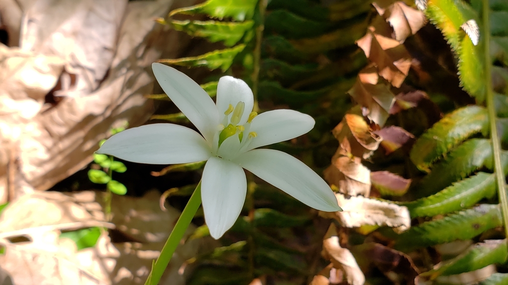 Ornithogalum umbellatum, Washington, US
