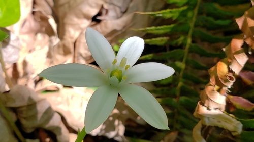 Ornithogalum umbellatum