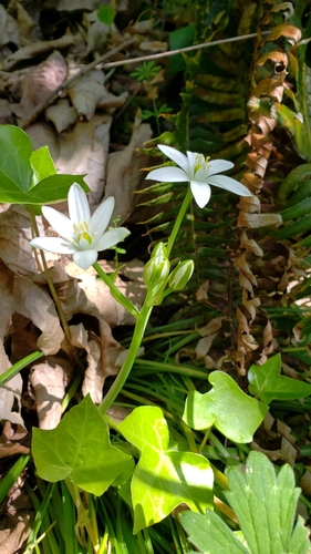 Ornithogalum umbellatum