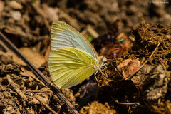 Ascia monuste eubotea