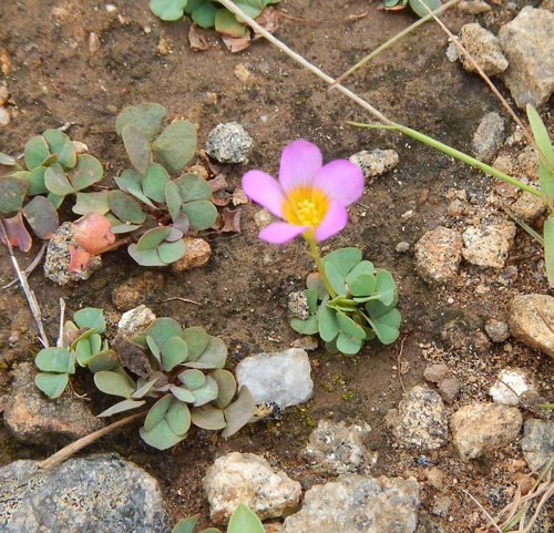 Skewleaf Sorrel
