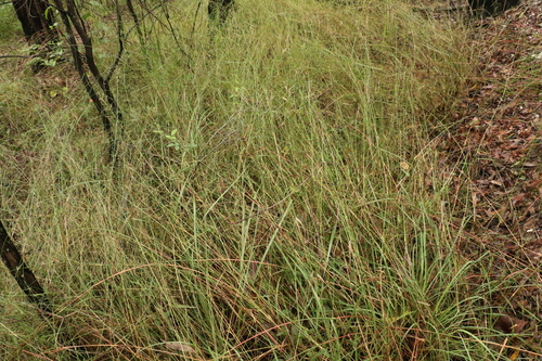 Image of Arundinella nepalensis by (c) Greg Tasney, some rights reserved (CC BY-SA)