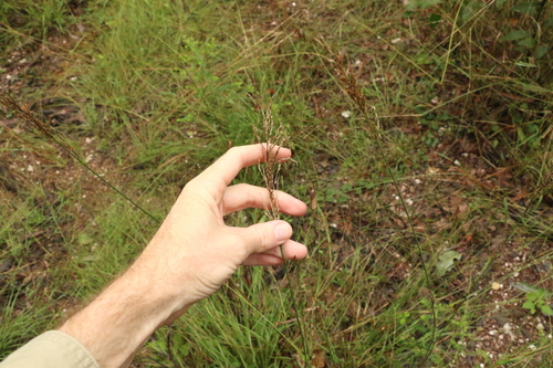 Image of Arundinella nepalensis by (c) Greg Tasney, some rights reserved (CC BY-SA)