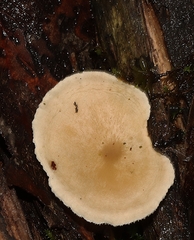 Singerocybe