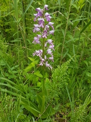 Orchis militaris