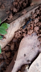 Pseudoneoponera rufipes