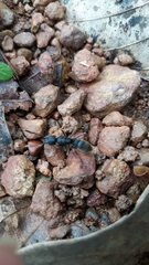 Pseudoneoponera rufipes