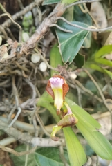 Vanda flabellata