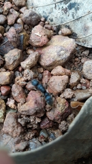 Pseudoneoponera rufipes