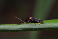 Drilaster axillaris