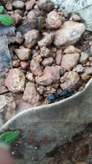 Pseudoneoponera rufipes