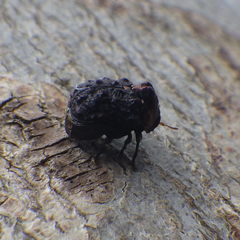 Neochlamisus bebbianae