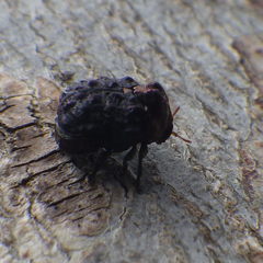 Neochlamisus bebbianae