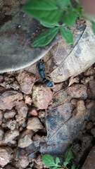 Pseudoneoponera rufipes