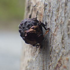 Neochlamisus bebbianae