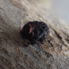 Neochlamisus bebbianae