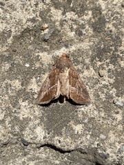 Argyrogramma verruca