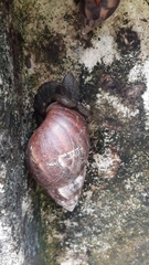 Lissachatina fulica