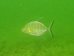 Ferdauia ferdau