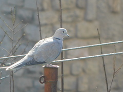 Streptopelia decaocto