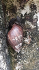 Lissachatina fulica
