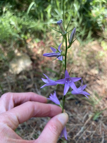 Zvonček repkový (Campanula rapunculus)