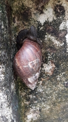 Lissachatina fulica