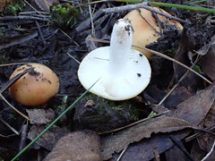Russula neerimea