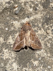 Argyrogramma verruca