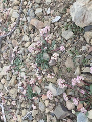 Calyptridium monospermum