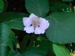 Rubus