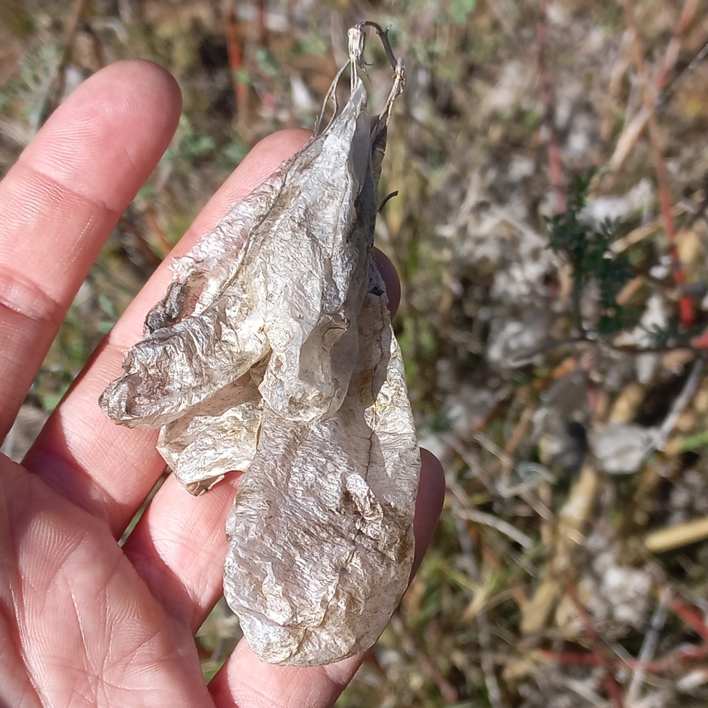 cancer bush from Hessequa Local Municipality, South Africa on May 15 ...