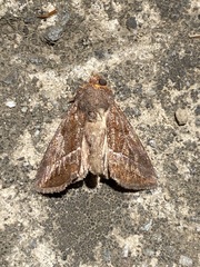 Argyrogramma verruca