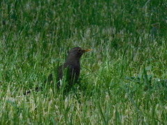 Turdus merula