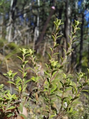 Hibbertia crinita