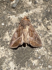 Argyrogramma verruca