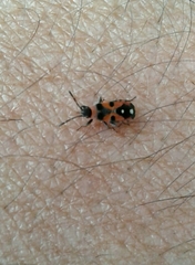 Horvathiolus superbus