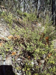 Hibbertia crinita
